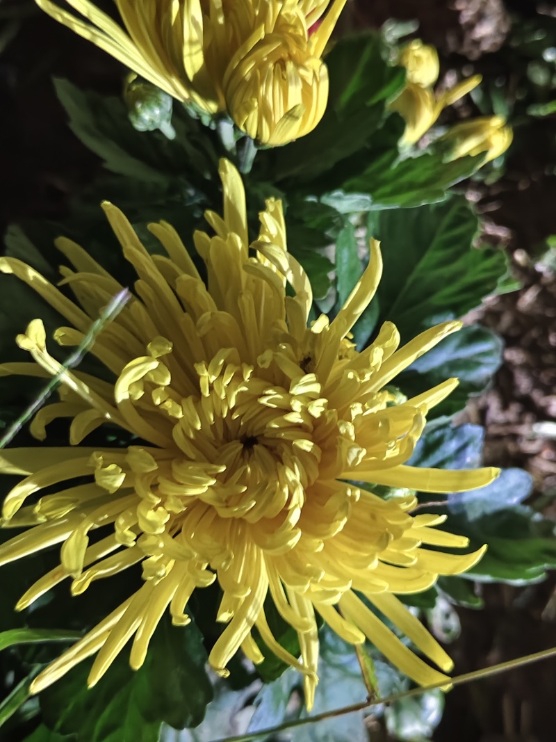金丝皇菊