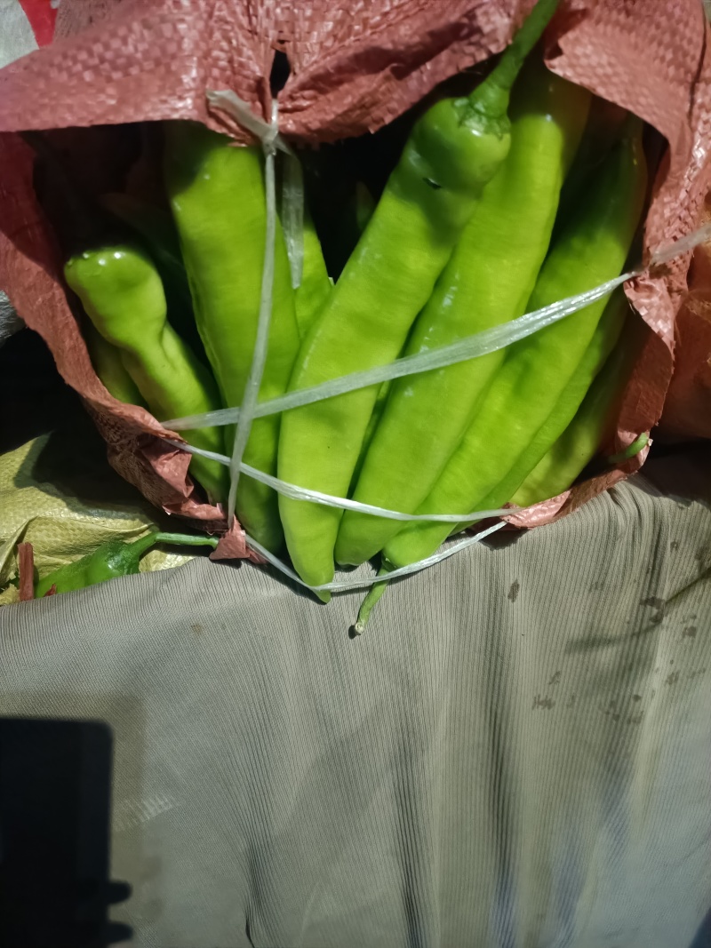 黄皮尖椒