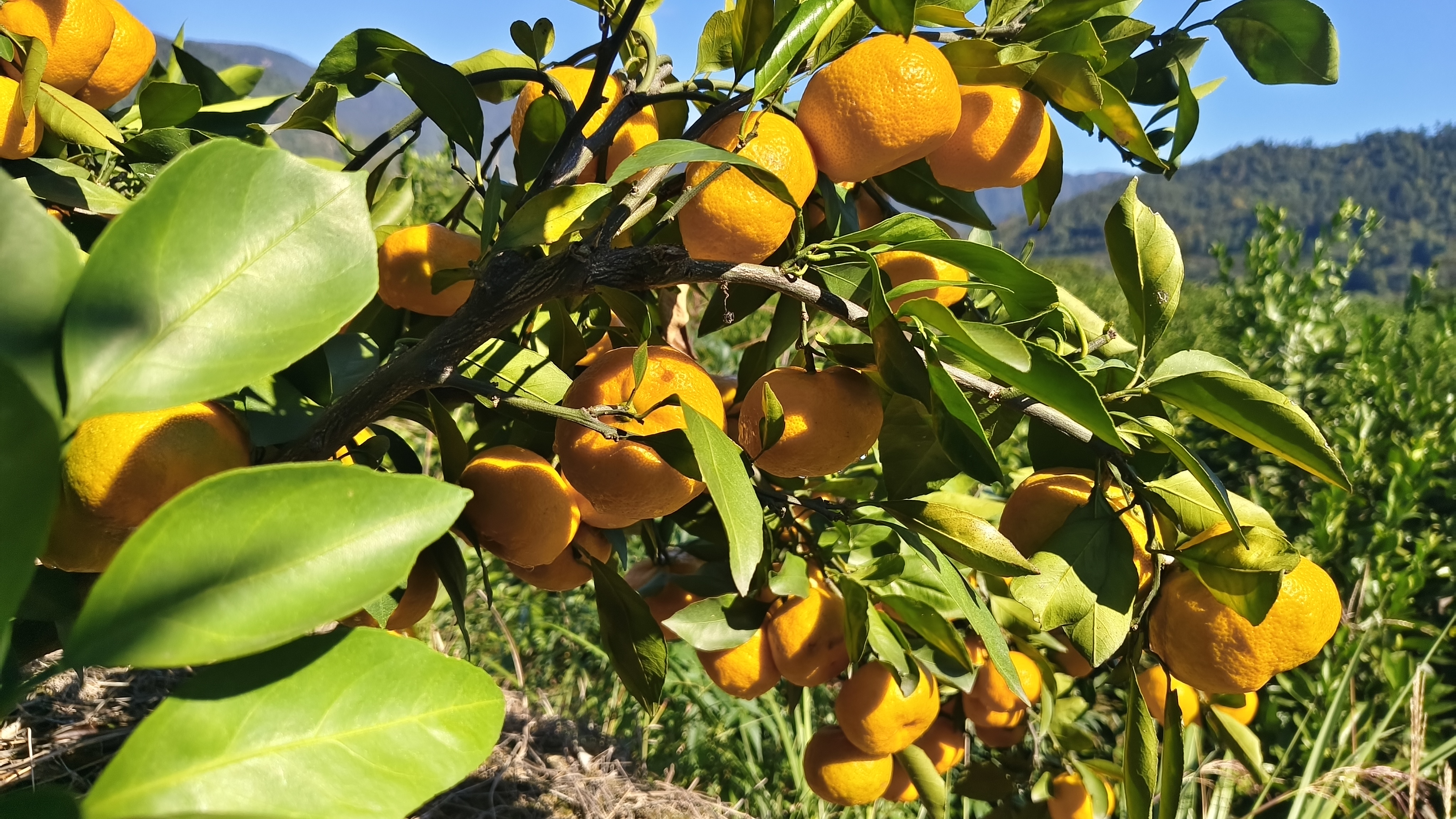 蜜橘果园航拍图