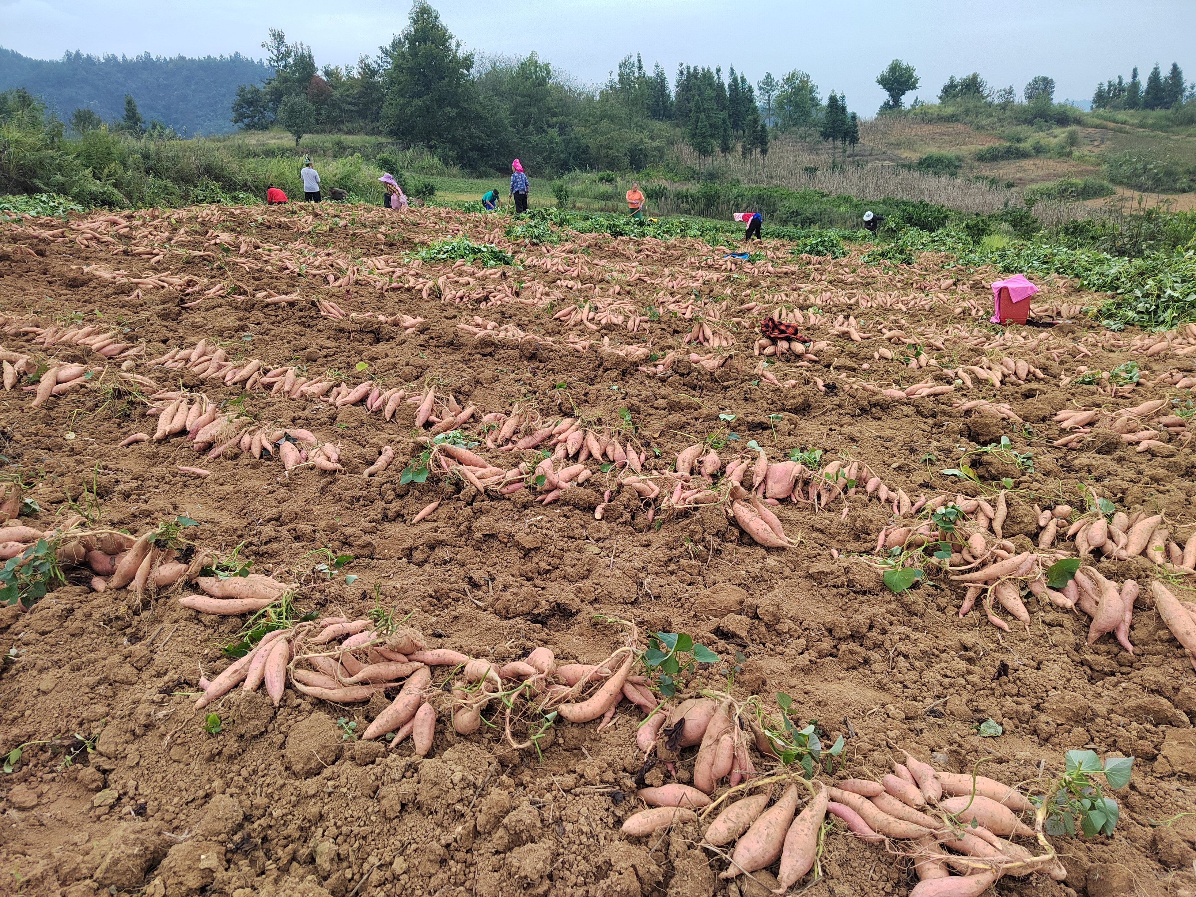 农民正在田间收获西瓜红红薯,红薯整齐排列在地头,颜色鲜艳,周围有农具和运输车辆 西瓜红红薯收获场景