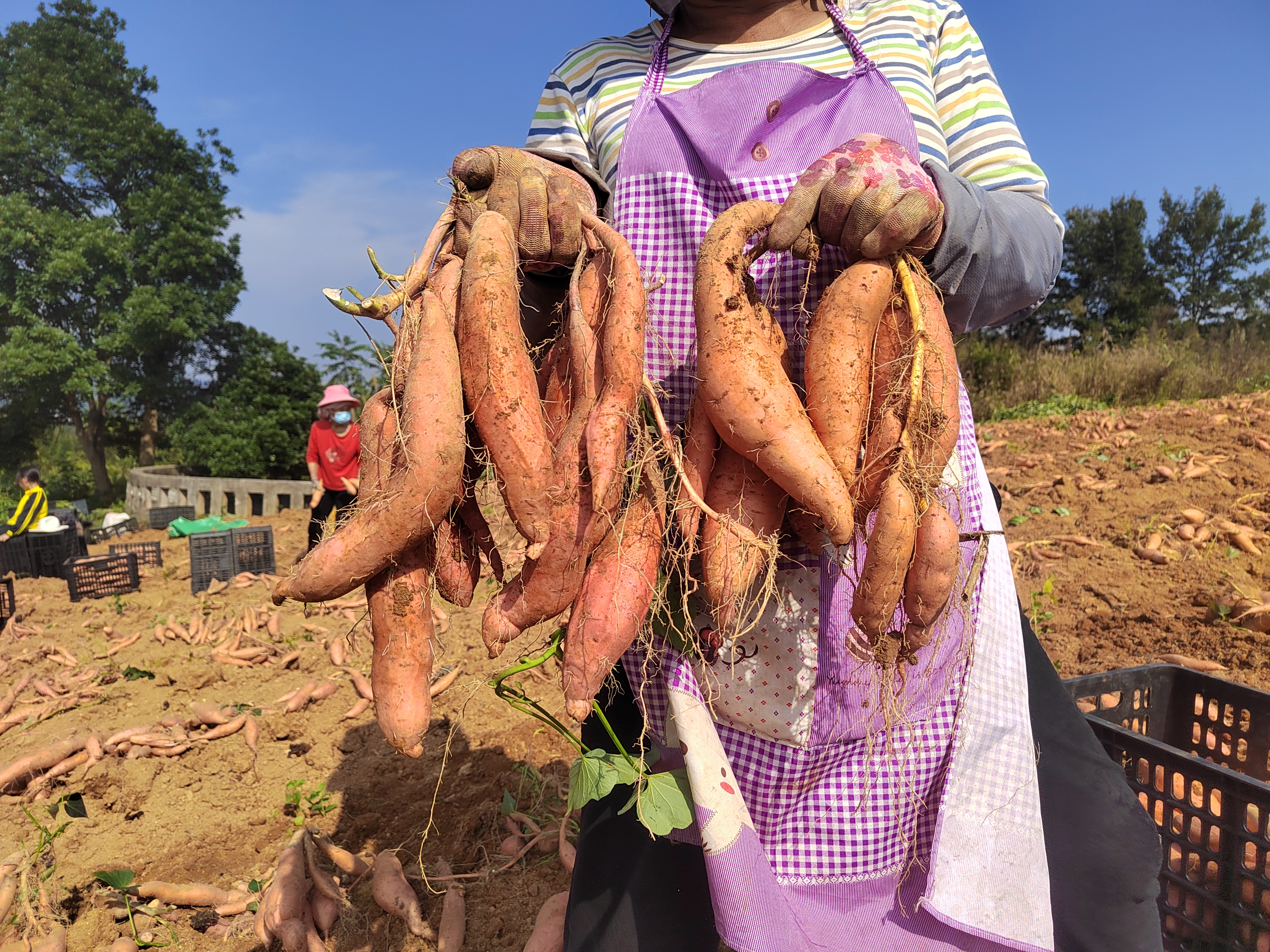 烟薯与西瓜红红薯选购技巧图示,展示挑选优质红薯的要点 红薯选购图