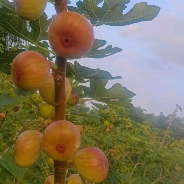云南无花果，波姬红无花果，大量出货，空运发！硬度好