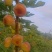云南无花果，波姬红无花果，大量出货，空运发！硬度好