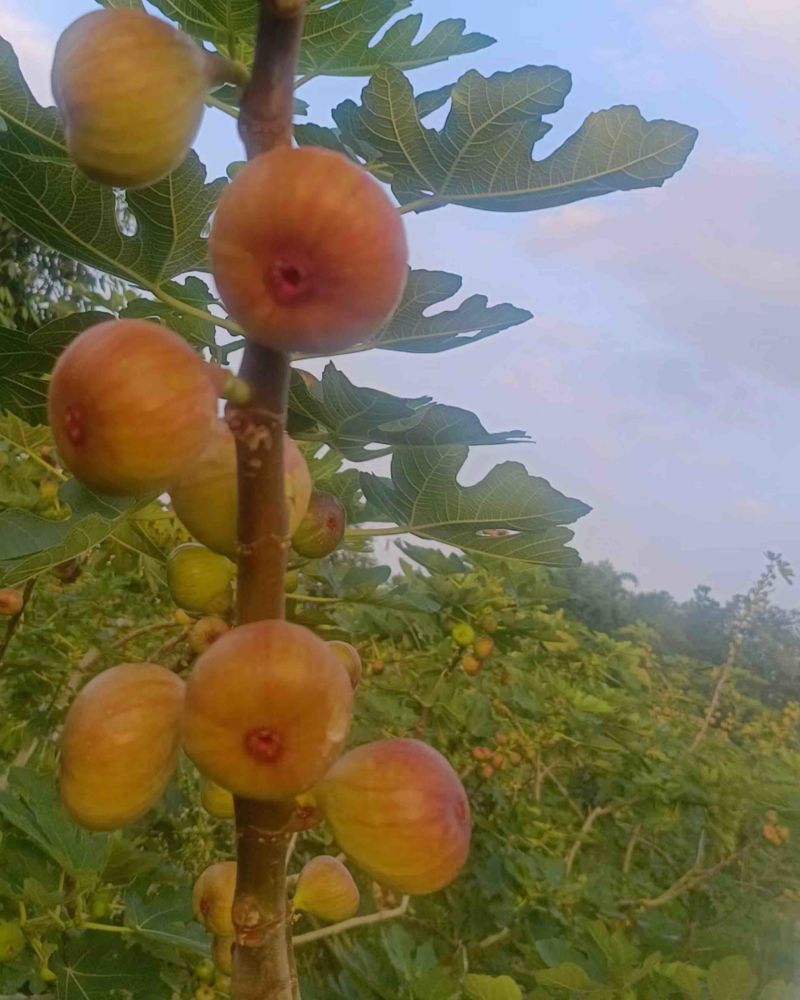 云南无花果，波姬红无花果，大量出货，空运发！硬度好