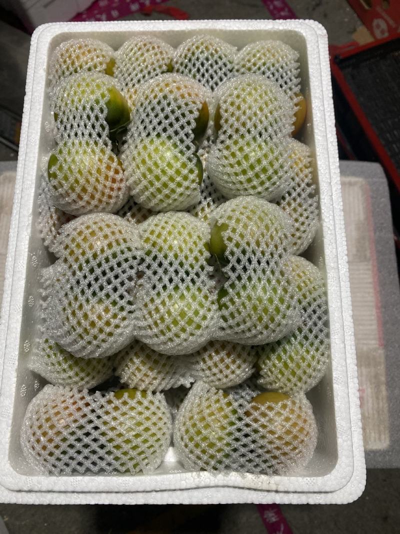 草莓柿子铁皮柿子绿腚柿子番茄碱地柿子主产区