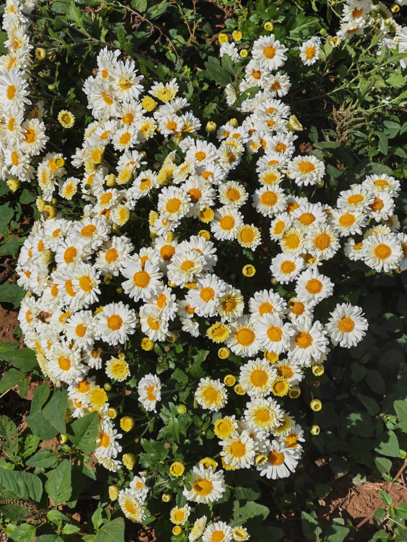 香菊和金丝皇菊鲜花大量采收出售