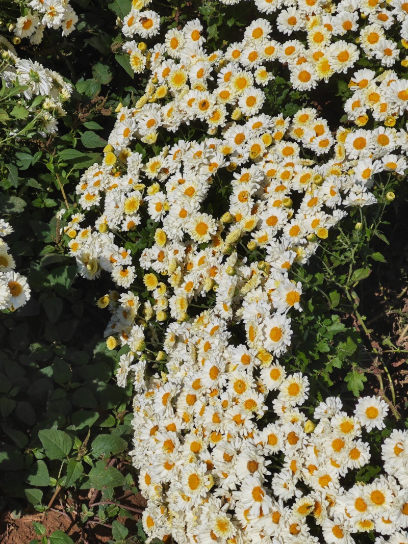 香菊和金丝皇菊鲜花大量采收出售