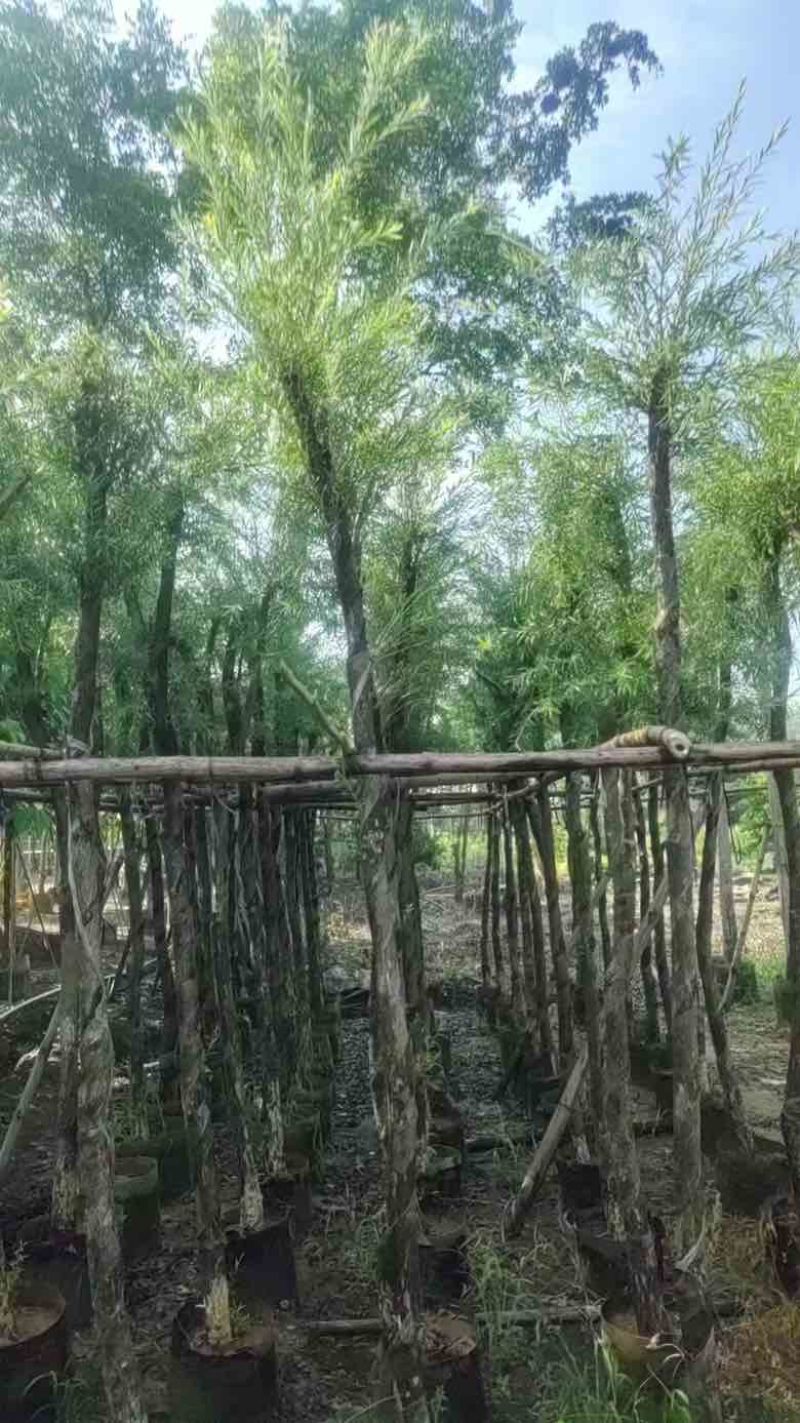 红千层(串钱柳)5-15分，各种规格低价出售