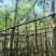 红千层(串钱柳)5-15分，各种规格低价出售