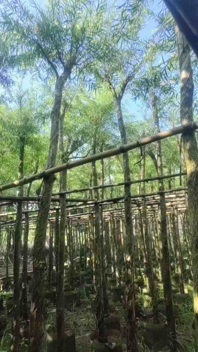 红千层(串钱柳)5-15分，各种规格低价出售