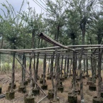红千层(串钱柳)5-15分，各种规格低价出售