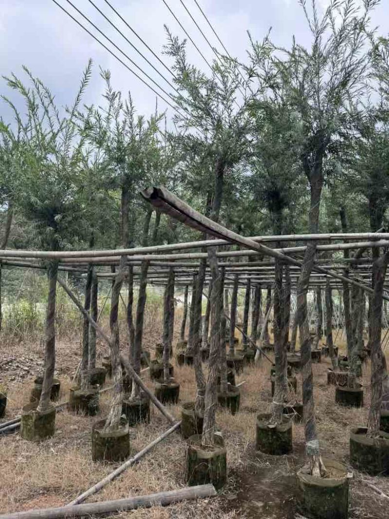 红千层(串钱柳)5-15分，各种规格低价出售