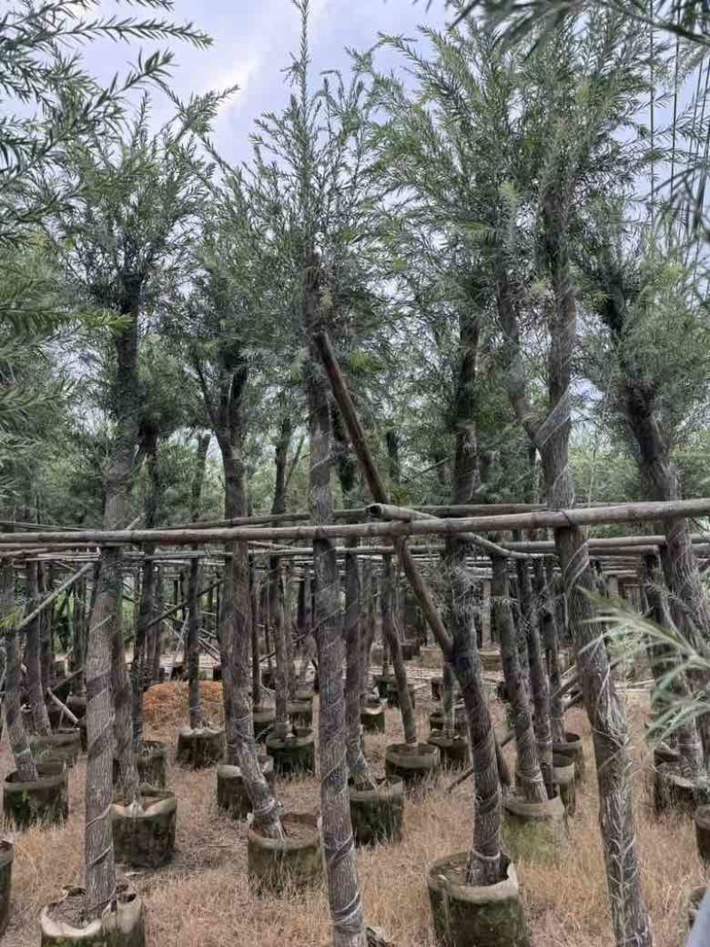 红千层(串钱柳)5-15分，各种规格低价出售