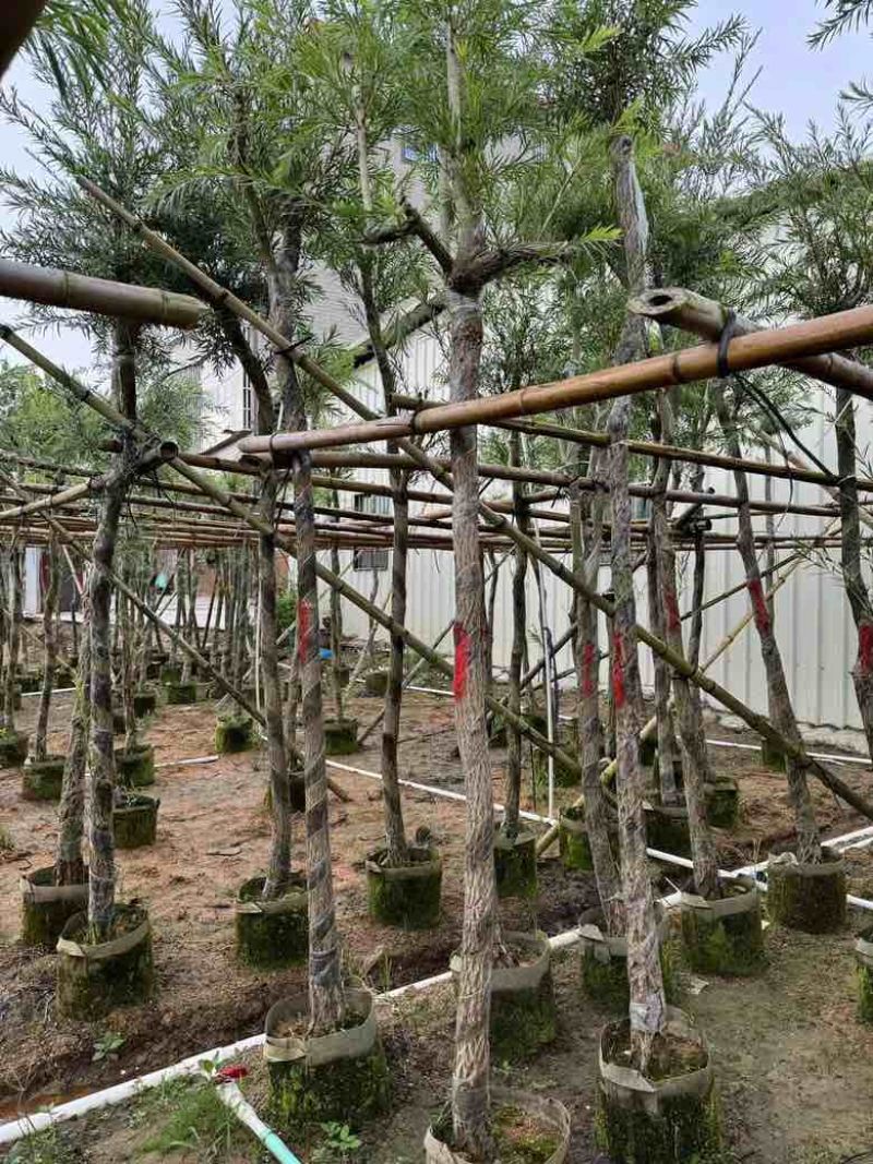 红千层(串钱柳)5-15分，各种规格低价出售