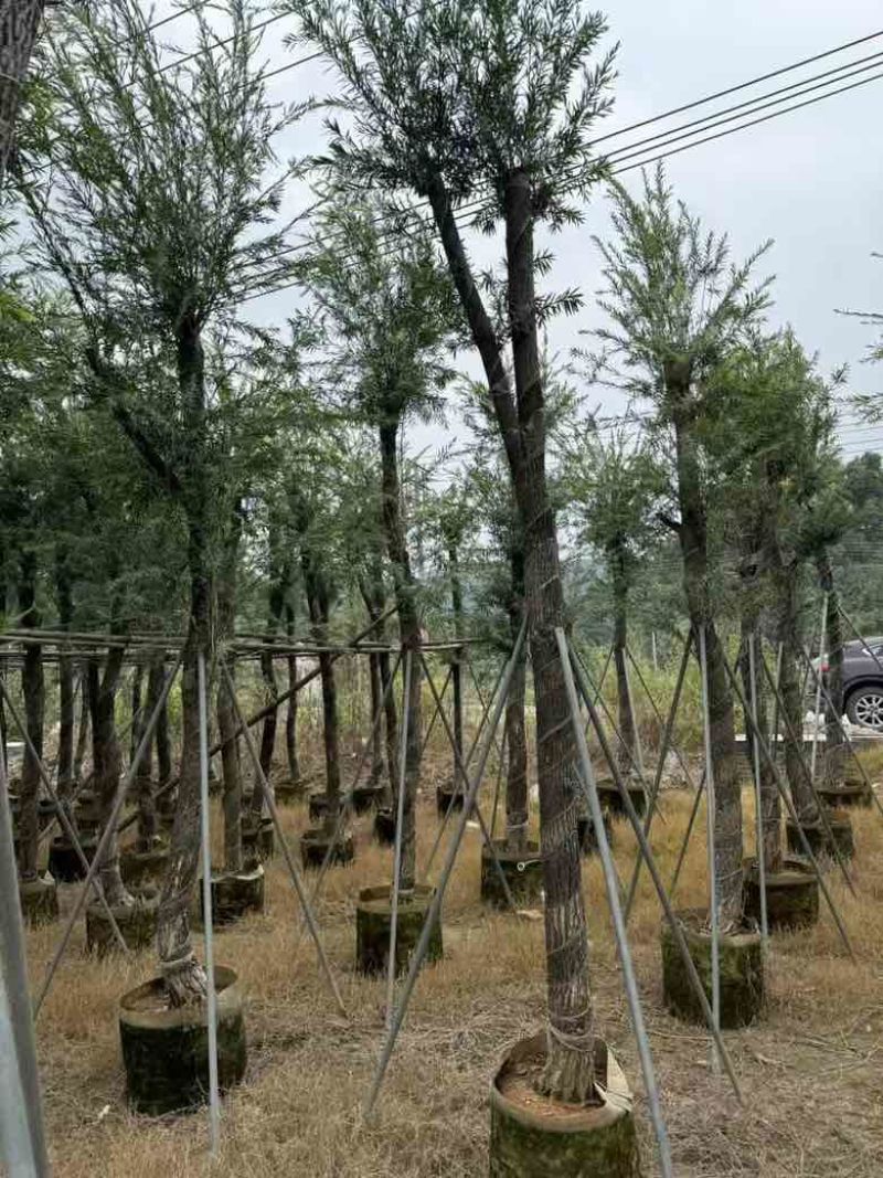 红千层(串钱柳)5-15分，各种规格低价出售