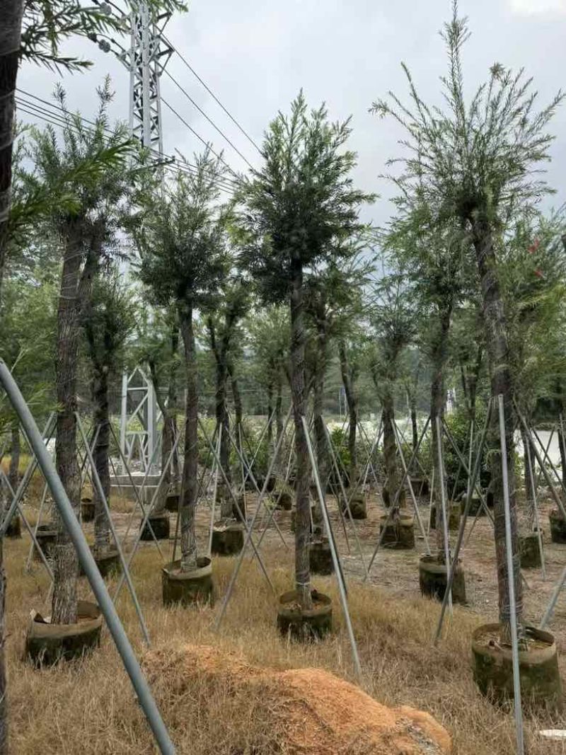 红千层(串钱柳)5-15分，各种规格低价出售