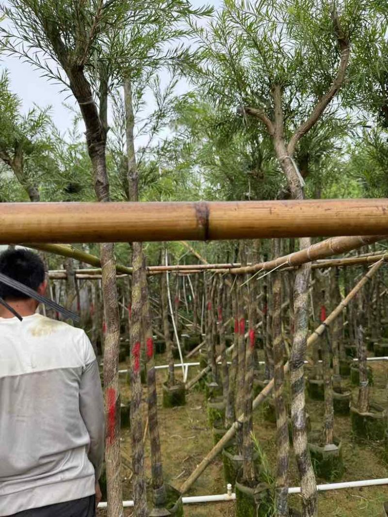 红千层(串钱柳)5-15分，各种规格低价出售