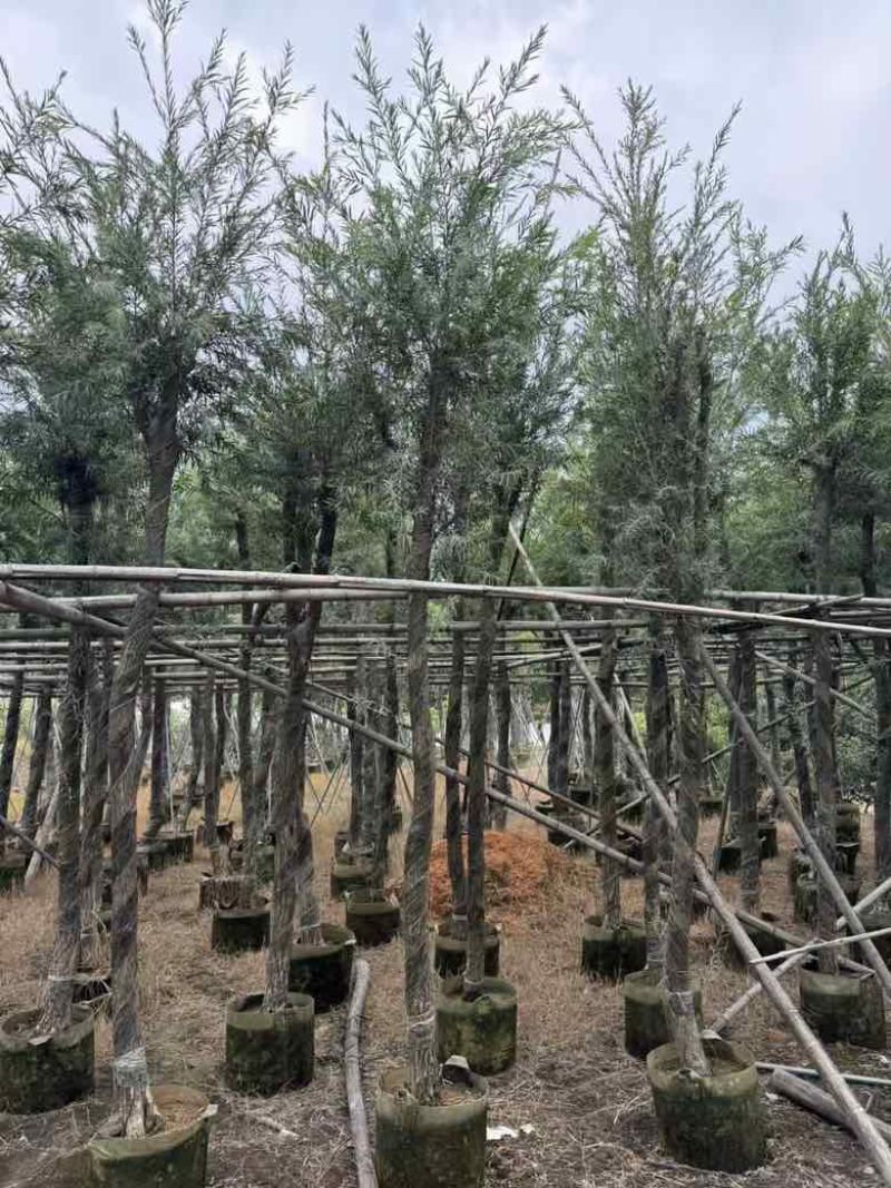 红千层(串钱柳)5-15分，各种规格低价出售
