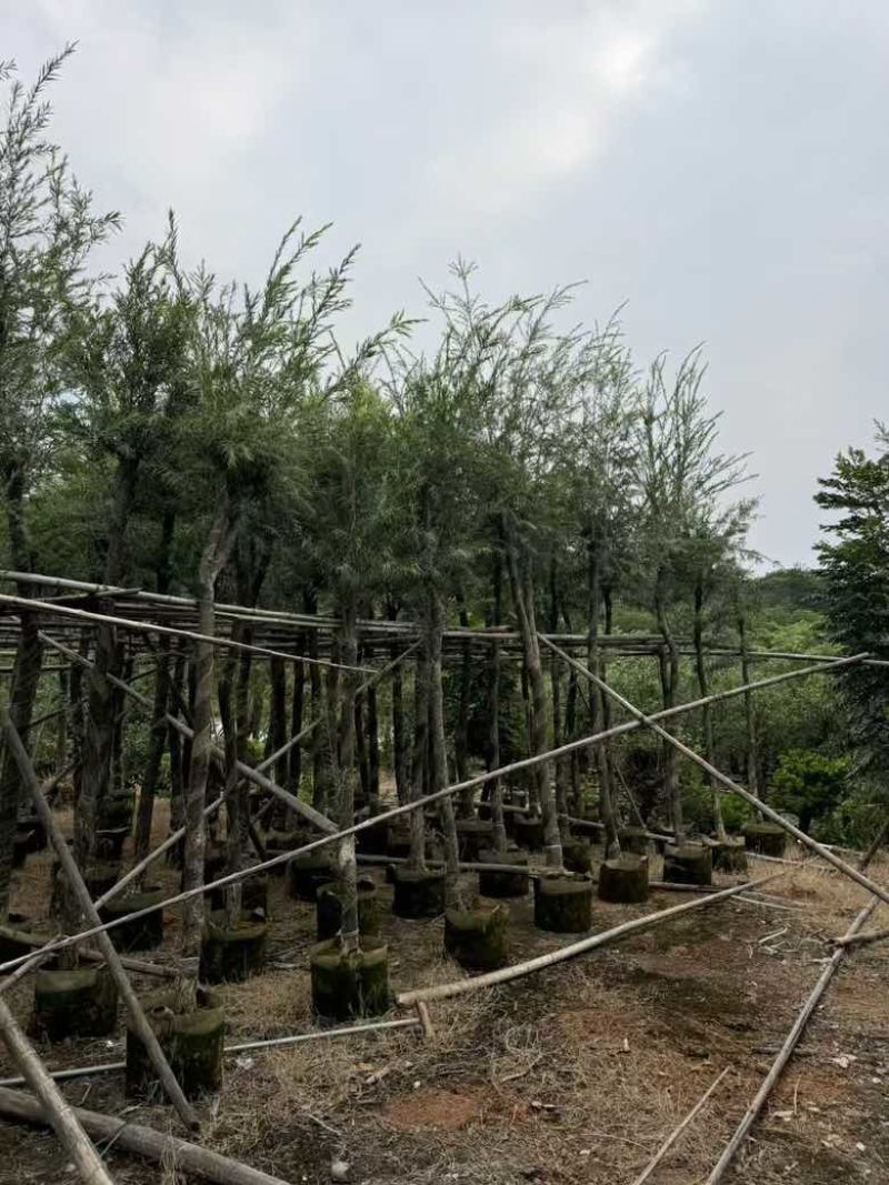 红千层(串钱柳)5-15分，各种规格低价出售
