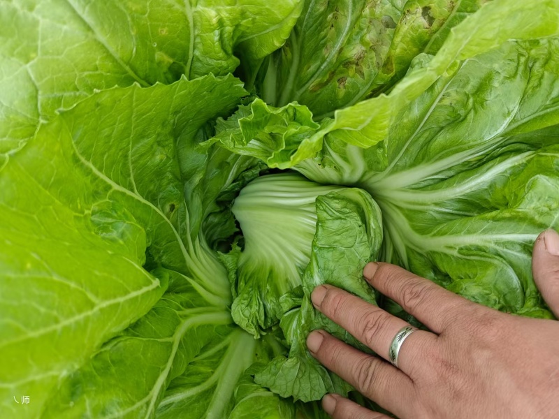 芥菜大量上市，价格美丽