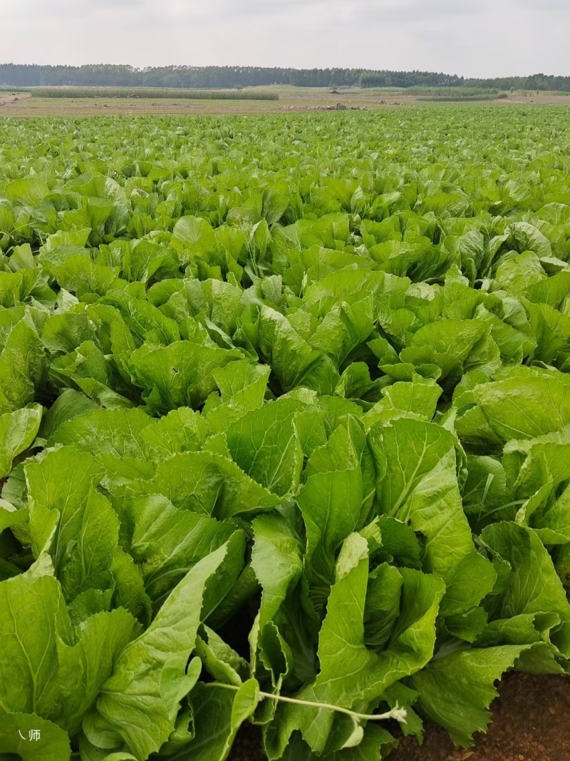 芥菜大量上市，价格美丽