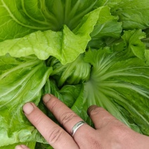 芥菜大量上市，价格美丽