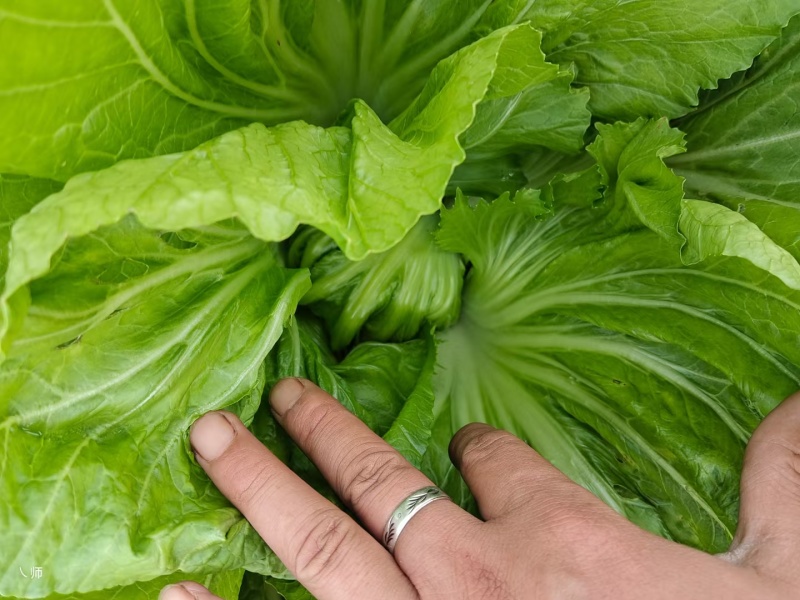 芥菜大量上市，价格美丽