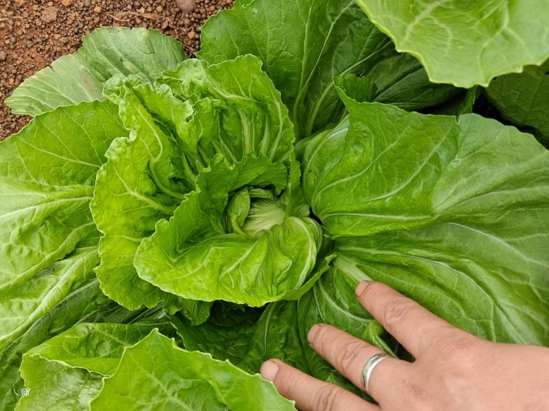 芥菜大量上市，价格美丽