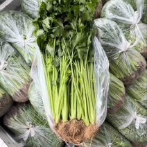 香芹精品香芹产地直发一手货源量大价优欢迎老板致电咨询
