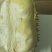 金枕榴莲