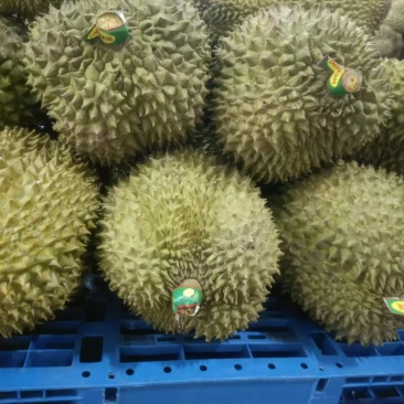 金枕榴莲