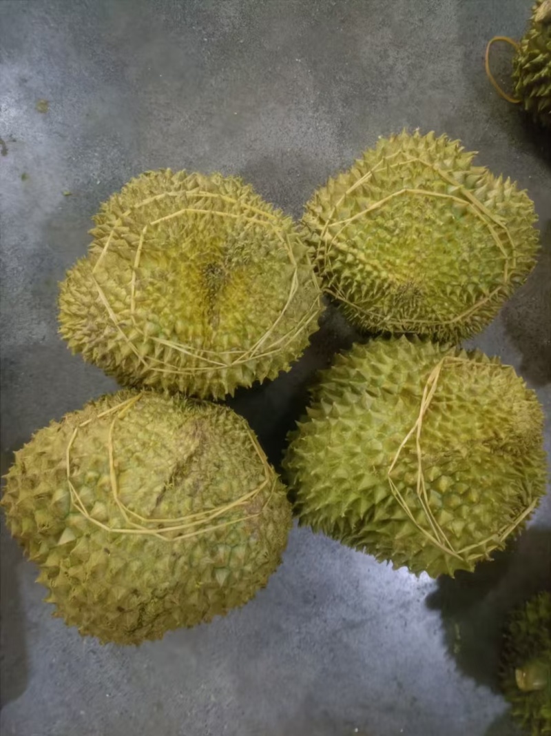 金枕榴莲