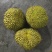 金枕榴莲