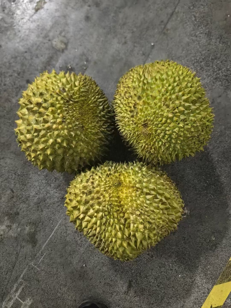金枕榴莲