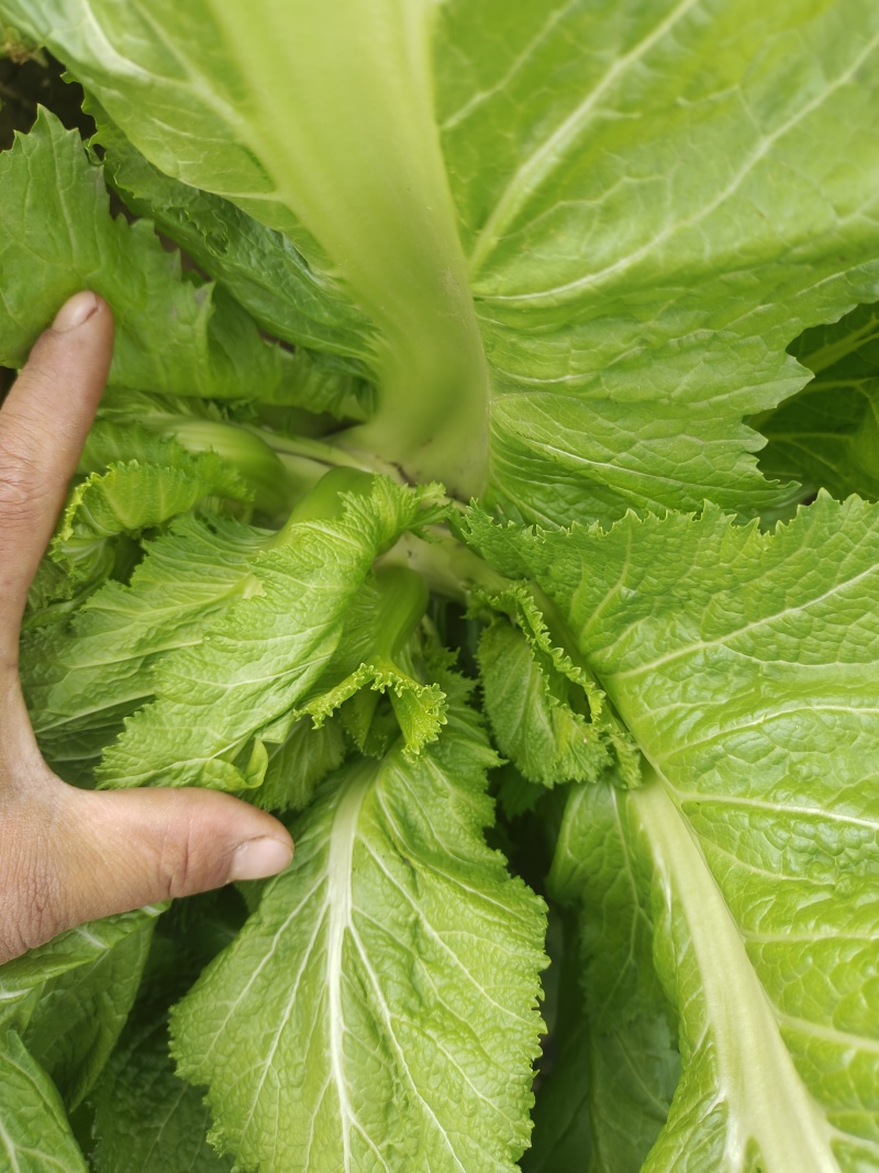 儿菜