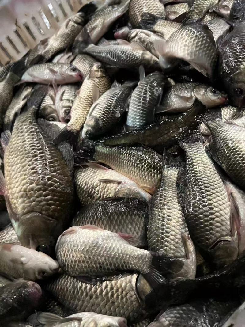 青海鲫鱼两左右