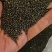 青海精品大黑菜籽