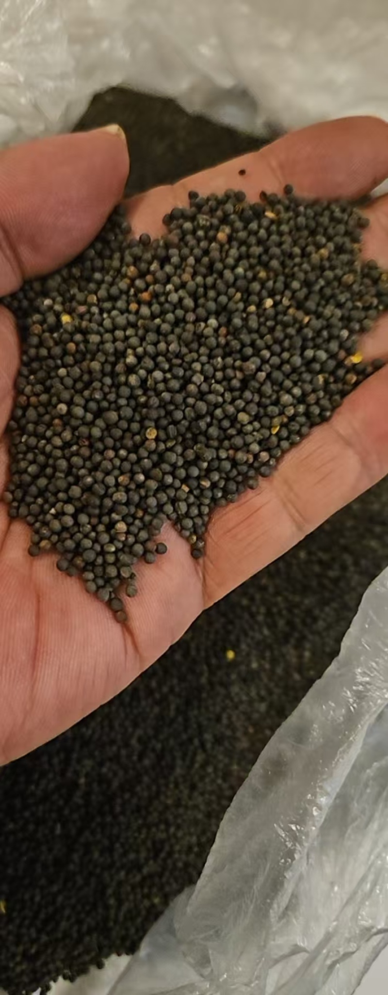 青海精品大黑菜籽