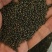 青海精品大黑菜籽