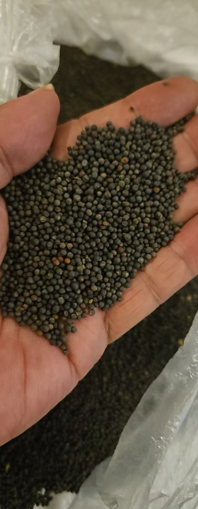 青海精品大黑菜籽
