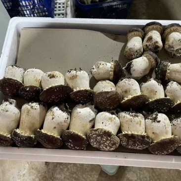 【精品赤松茸】四川基地直供品质优良货源充足量大优惠