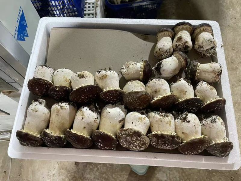 【精品赤松茸】四川基地直供品质优良货源充足量大优惠