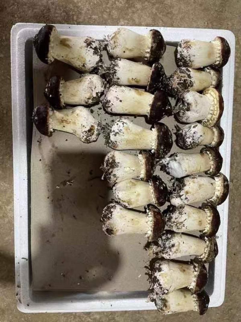 【精品赤松茸】四川基地直供品质优良货源充足量大优惠