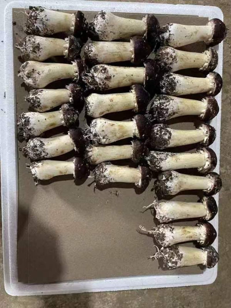 【精品赤松茸】四川基地直供品质优良货源充足量大优惠