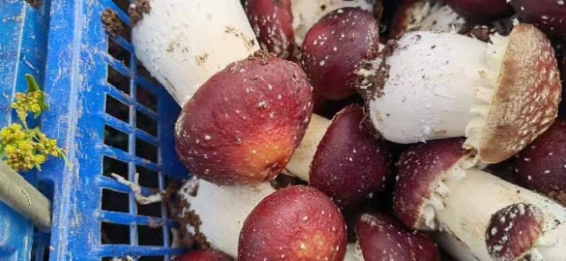 【精品赤松茸】四川基地直供品质优良货源充足量大优惠