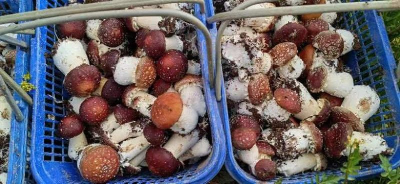 【精品赤松茸】四川基地直供品质优良货源充足量大优惠
