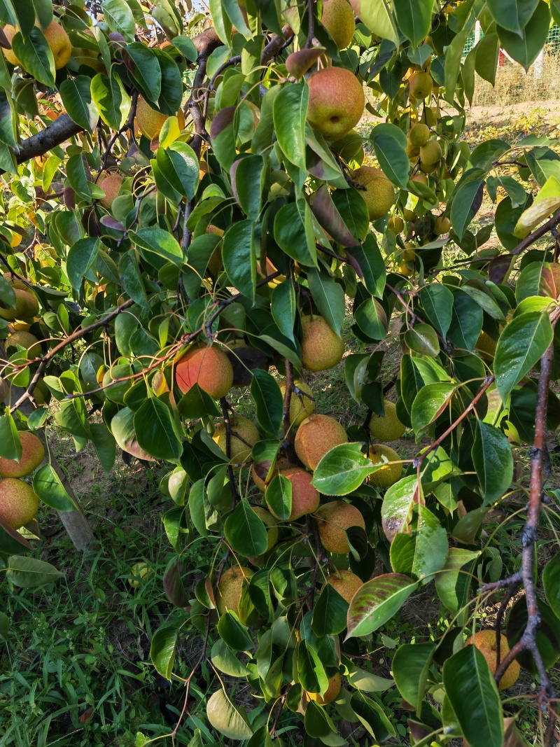 北京红肖梨特卖