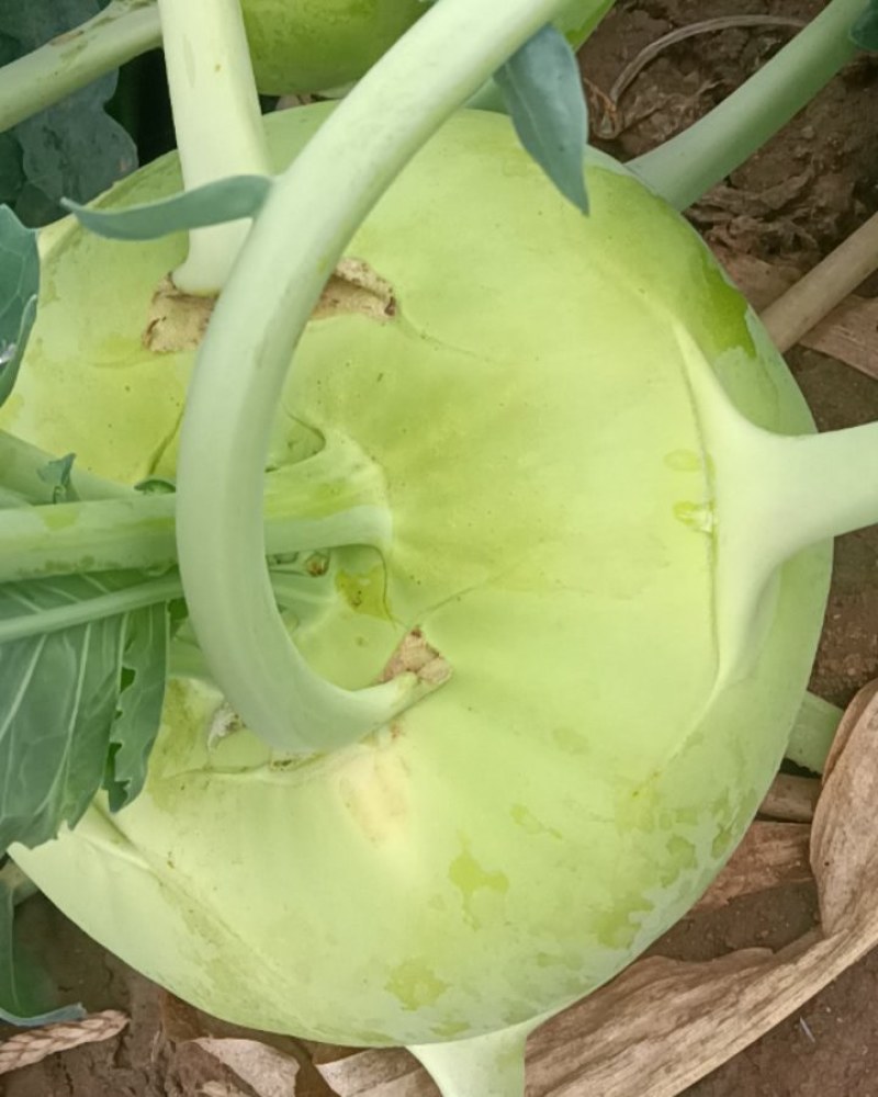 苤蓝菜