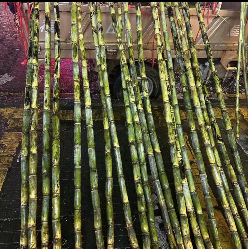 今年新货大量批发千万不要错过时机哦