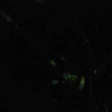 山东芥菜疙瘩